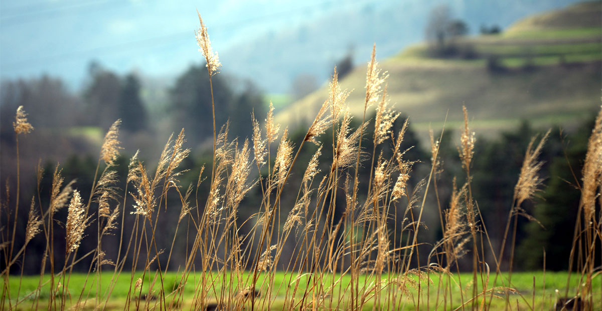 natur